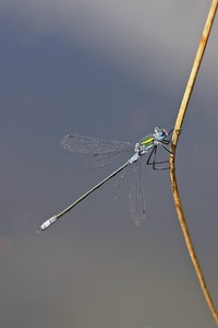 Gemeine Teichjungfer