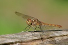 Heidelibelle