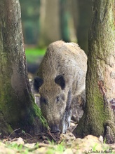 Wildschwein