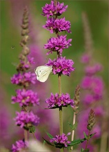 ~ mit Schmetterling ~