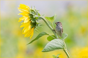 ~Yellow Sparrow~