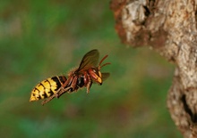 Anflug