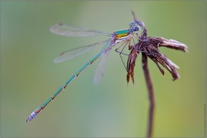 ~ Kleine Binsenjungfer (Lestes virens vestalis) ~