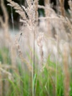 Kleine Binsenjungfer im Habitat