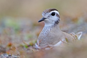 "Lahol" auf dem Nest