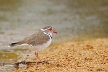 Three-banded Plover