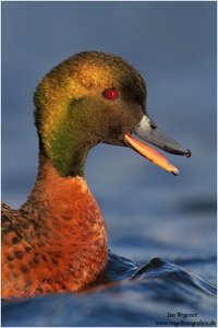 Kastanienente (Anas castanea) Chestnut Teal