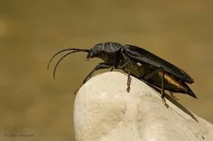 "Monsterkäfer"...