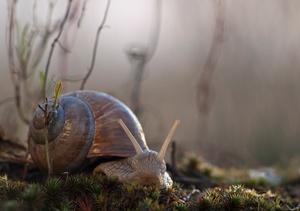 Inselschnecke