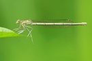 Wie kommt die Libelle in die Wasserwaage?