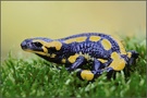 Feuersalamander