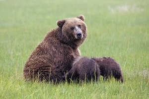 Grizzlybär-Dame mit zwei Jungtieren