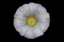 Calystegia