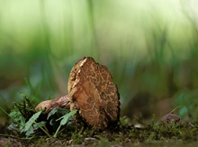 Die Pilzsaison geht wieder los