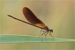 Bronzene Prachtlibelle