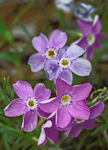 Jakutischer Polsterphlox...