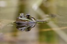 Wasserspiegel