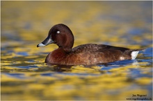 Australische Moorente (Aythya australis) Hardhead