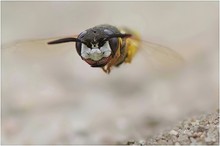 Bienenwolf  (Philanthus triangulum) ND