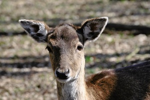 Damhirsch Portrait