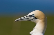 Basstölpel Portrait