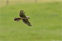 Wiesenweihe im Suchflug