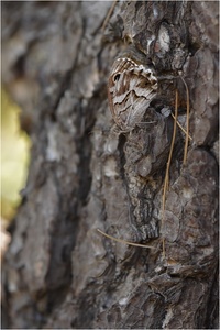 Hipparchia fidia