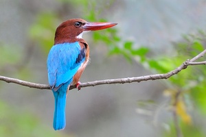 kingfisher