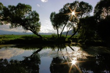 Sonnenstern im See