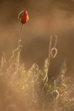 Herbstmohn