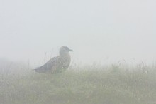 ~Skua im Nebel~