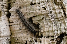 Raupe des Schwammspinners (Lymantria dispar)