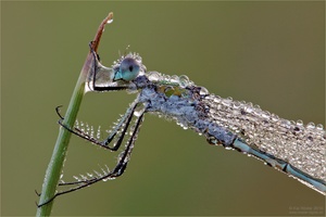 Wasserträger