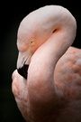 Flamingo-Porträt