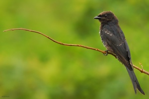 Junger Fork-tailed Drongo