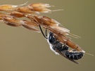 Gemeine Furchenbiene ( Lasioglossum calceatum)