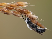 Gemeine Furchenbiene ( Lasioglossum calceatum)