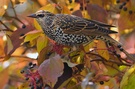 Vorgeschmack auf den bevorstehenden Herbst