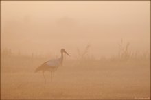 ~Au pays des rêves~