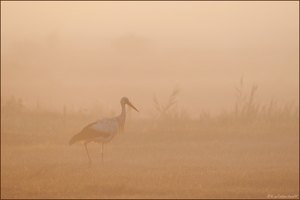 ~Au pays des rêves~