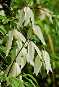 Weißen Schmetterlingen gleich...