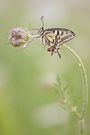 Ritt auf der Wilden Möhre