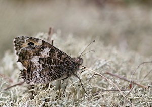 Rostbinde (Hipparchia semele)