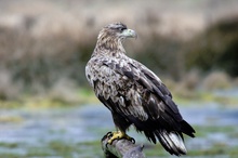 Nochmals ein Seeadler