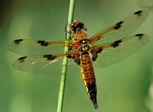 Vierfleck Libelle (Libellula quadrimaculata)