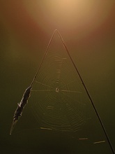 Spinnennetz am späten Abend