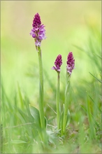 ~ Orchis x dietrichiana ~