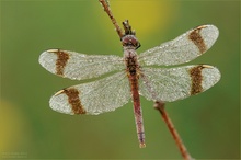 Gebänderte Heidelibelle (Sympetrum pedemontanum)