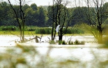 Mecklenburger Wildnis