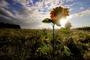 Sonnenblume